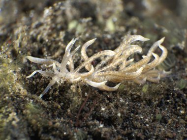 Omurgasızını Trapania squama