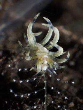 Omurgasızını Phyllodesmium sp