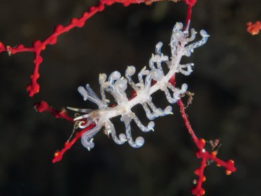 Omurgasızını Trapania squama