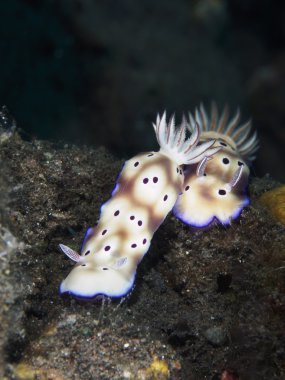 Omurgasızını Trapania squama