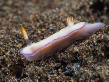 Omurgasızını Trapania squama