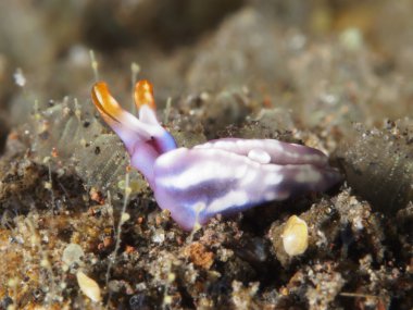 Beyaz çizgili headshield slug