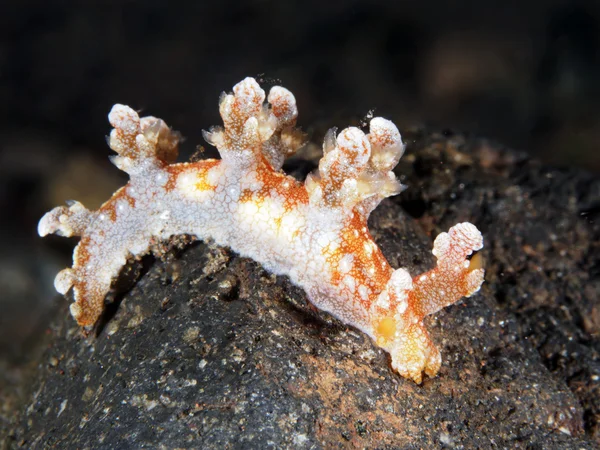 Stellifer's bornella — Stockfoto