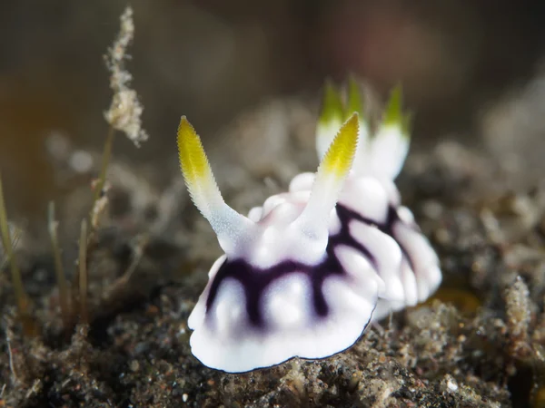 Nudibranch Trapania squama — Stock Photo, Image