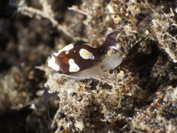 Stekt ägg slug — Stockfoto