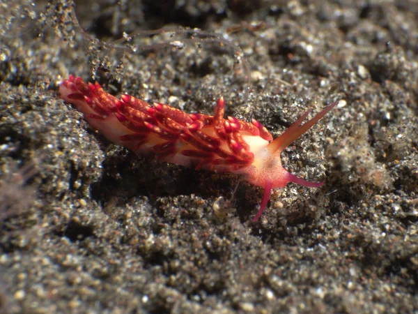 Nudibranch oranžový cuthona — Stock fotografie