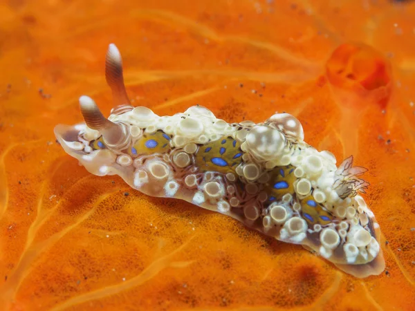 Nudibranch Trapania squama — Stock Photo, Image