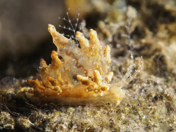 Nudibranch Trapania squama — Stock Photo, Image