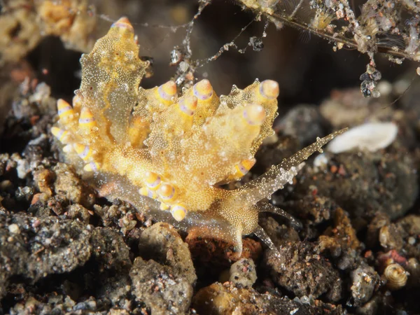 Nudibranch Trapania squama — Stock Photo, Image