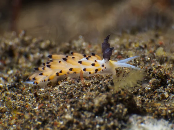 Nudibranchia Trapania squama — Stockfoto