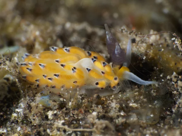 Nudibranchia Trapania squama — Stockfoto