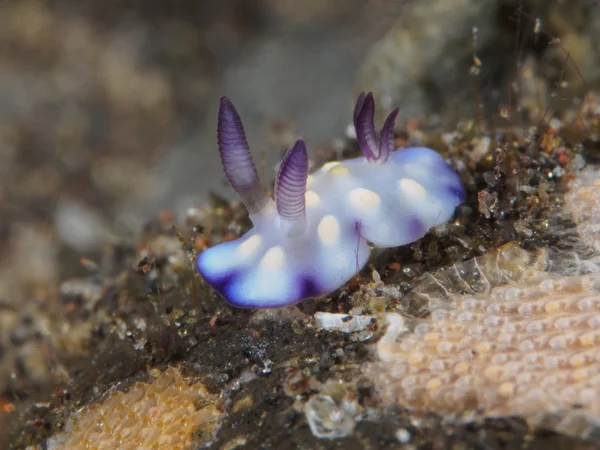 Bushaltestelle hintuanensis — Stockfoto