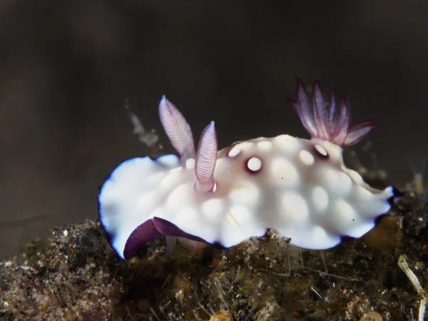 Otobüs durağı hintuanensis