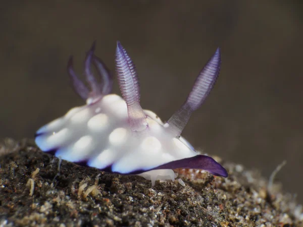 Busshållplatsen hintuanensis — Stockfoto