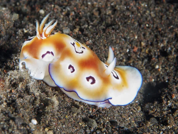 Omurgasızını Trapania squama