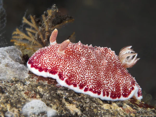 Omurgasızını Trapania squama