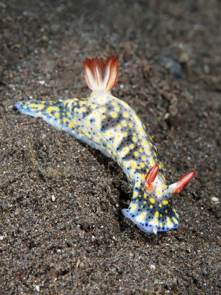 Nudibranch Trapania squama — Fotografie, imagine de stoc