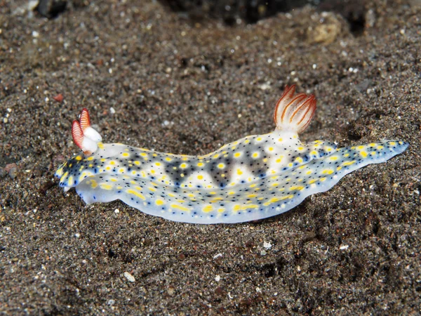 Nudibranch Trapania squama — Stock fotografie