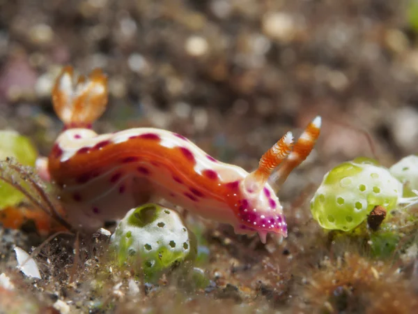 Nudibranch λέπι Trapania — Φωτογραφία Αρχείου