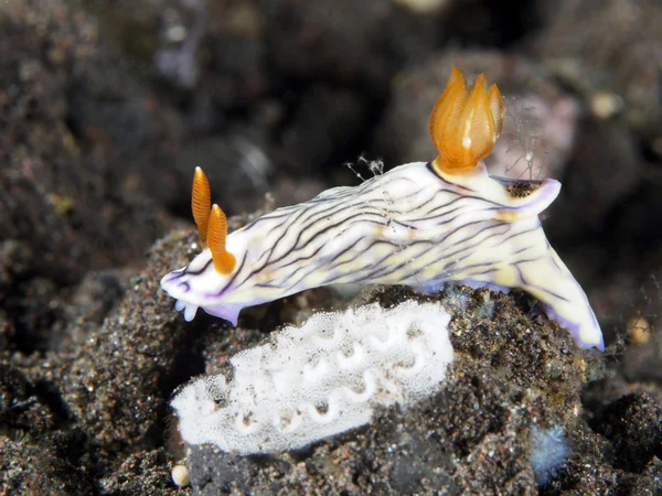 Nudibranch Trapania squama — стокове фото