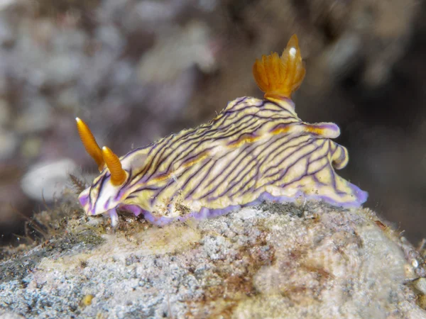 Nudibranch Trapania squama - Stock-foto