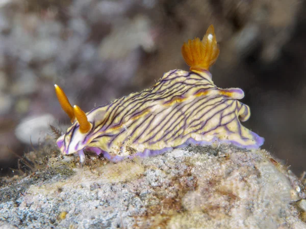 Squama do Trapania de Nudibrânquios — Fotografia de Stock