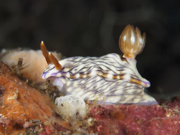 Nudibranch Trapania squama — стокове фото