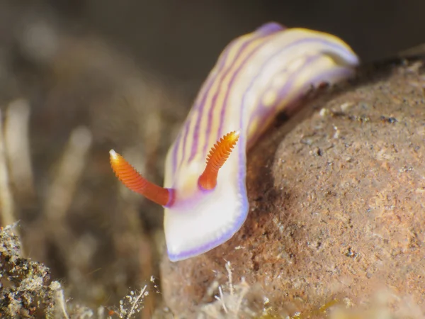 White'nın hypselodoris