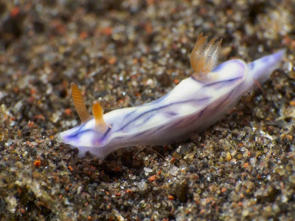 Nakensnäckan Trapania squama — Stockfoto