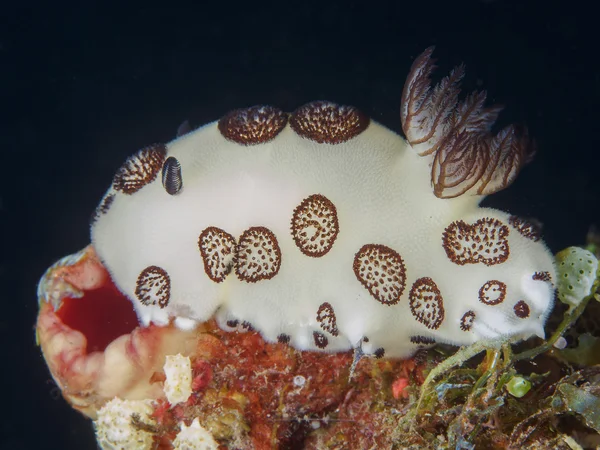 哀悼的海蛞蝓 — 图库照片