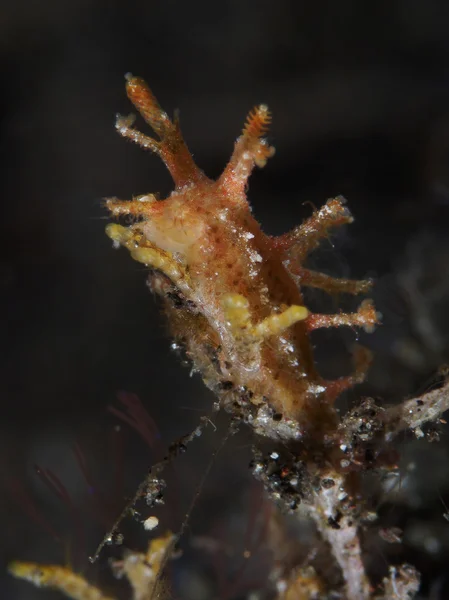 Nudibranchia Trapania squama — Foto Stock