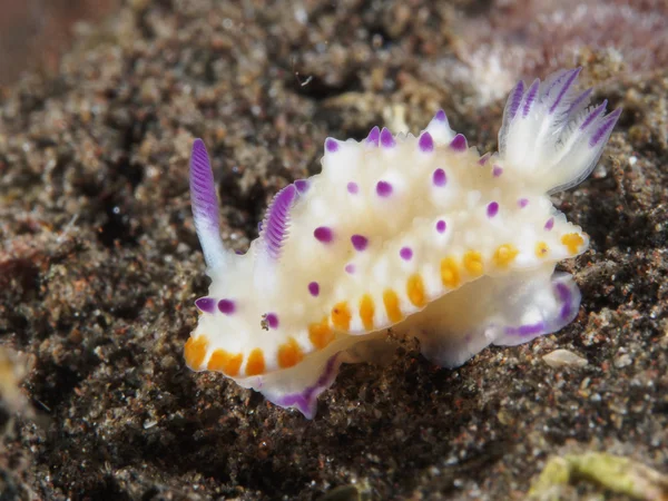 Nudibranchia Trapania squama — Foto Stock