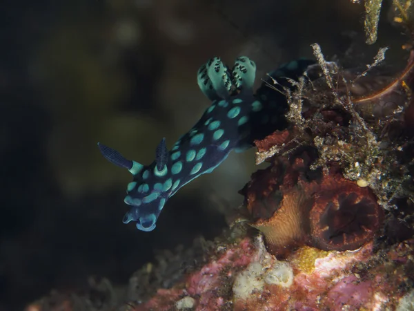 Nudibranchia Trapania squama — Foto Stock