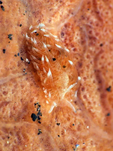 Nudibranch Trapania squama — Stock fotografie