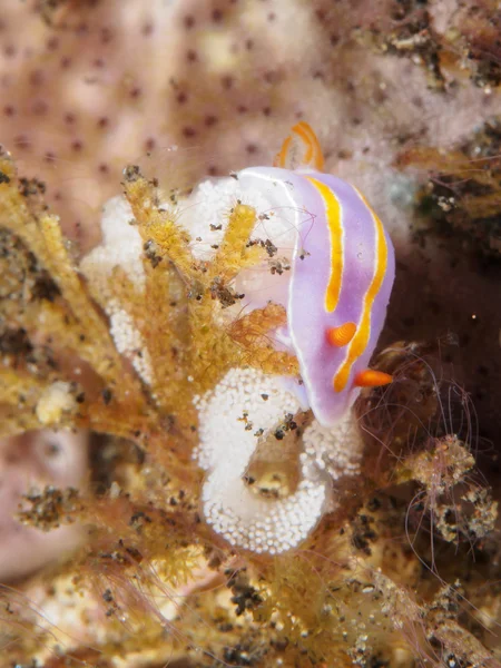 绿树成荫的 pectenodoris — 图库照片