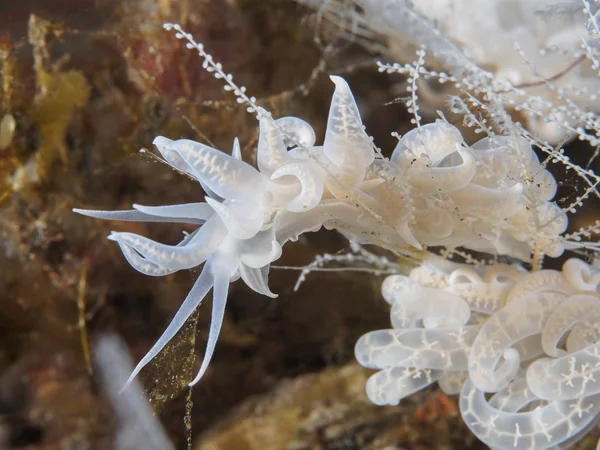 Squama do Trapania de Nudibrânquios — Fotografia de Stock