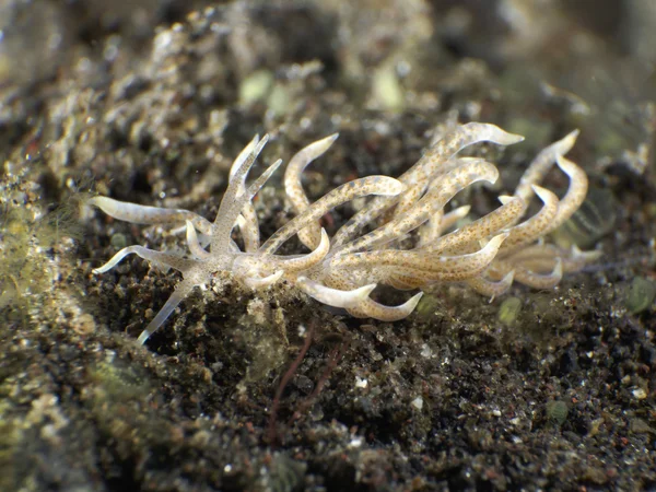 Omurgasızını Trapania squama