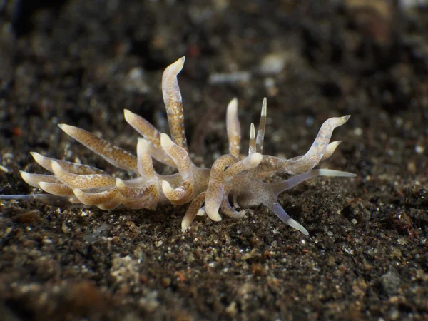 Squama do Trapania de Nudibrânquios — Fotografia de Stock