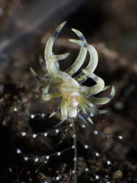 Csupaszkopoltyús csigák Phyllodesmium sp — Stock Fotó