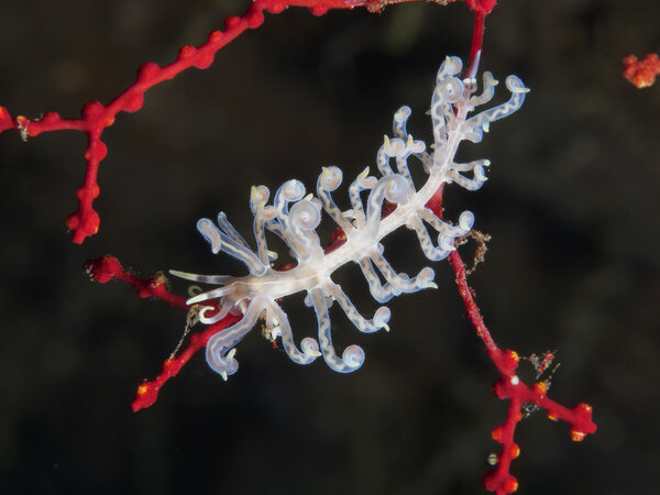 Nudibranch Trapania squama