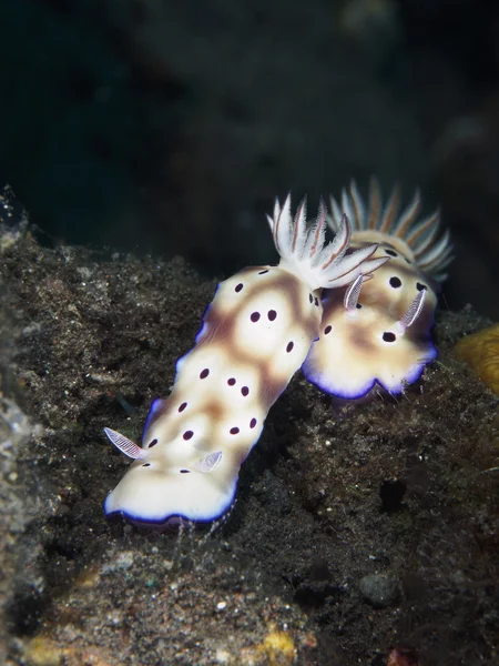 Omurgasızını Trapania squama