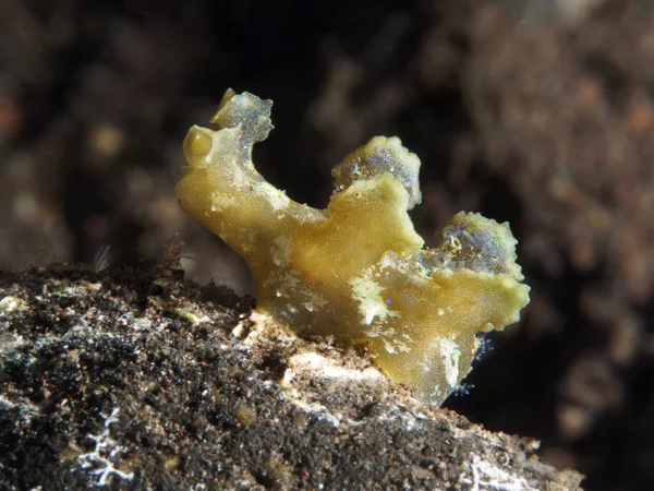 Nudibranquio Scyllaea fulva —  Fotos de Stock