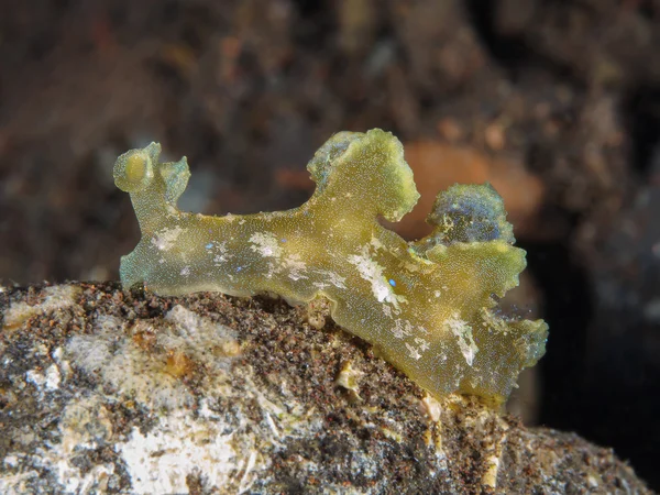 Nudibranch Scyllaea fulva — Stock Photo, Image