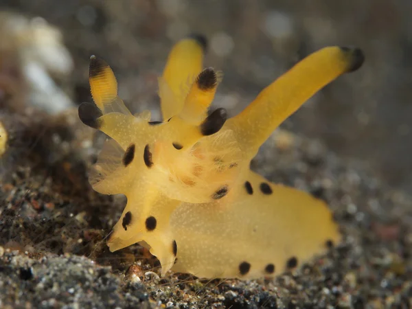 Nakensnäckan Trapania squama — Stockfoto