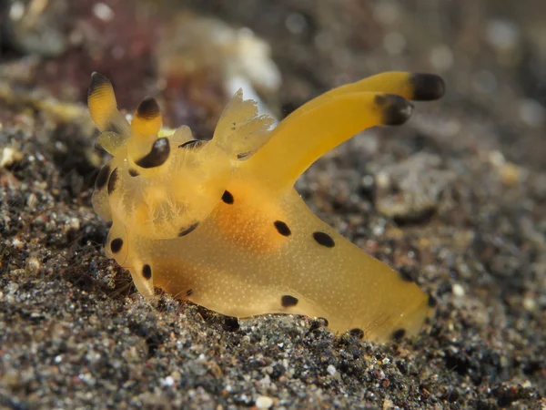 Squama do Trapania de Nudibrânquios — Fotografia de Stock