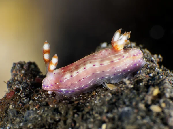 Nudibranchia Trapania squama — Foto Stock