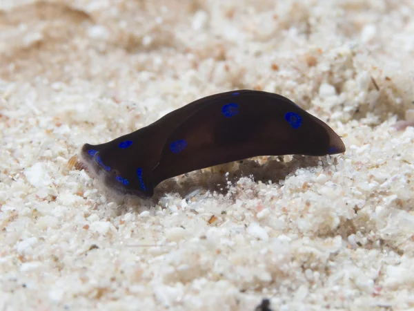 Sea slug Chelidonura livida — Stock Photo, Image