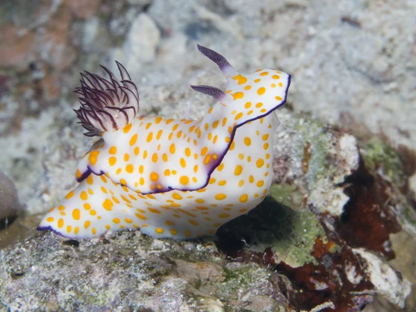 Nudibranch Chromodoris annulata — Stock Photo, Image