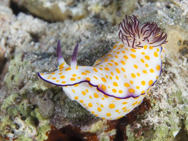 Nudibrânquios Chromodoris annulata — Fotografia de Stock