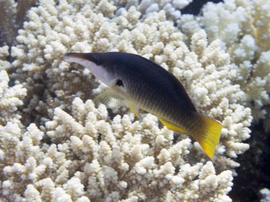 Yeşil birdmouth wrasse